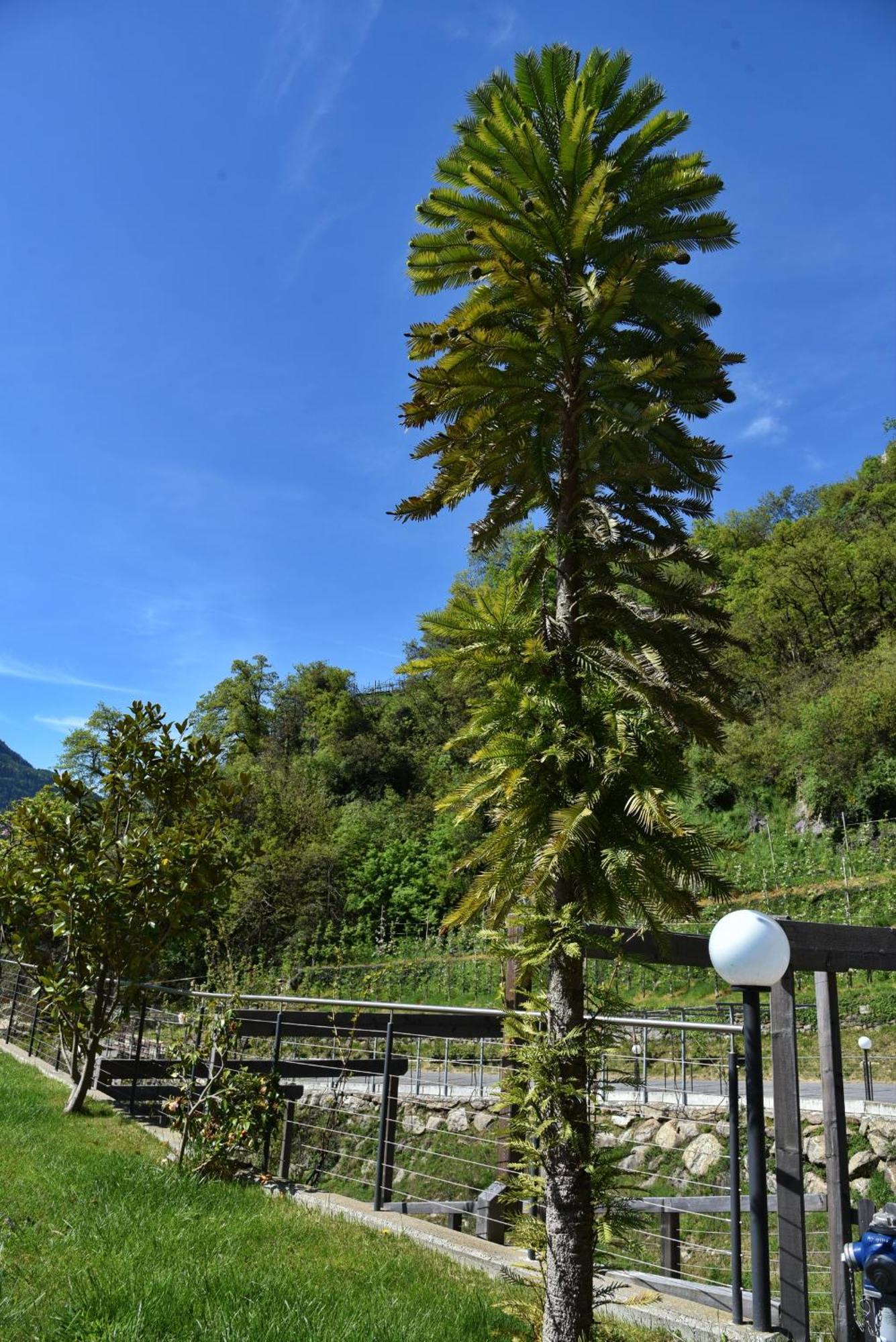 Residence Blumenthalerhof Lagundo Εξωτερικό φωτογραφία